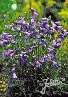 Campanula rotundifolia (Harebell)
