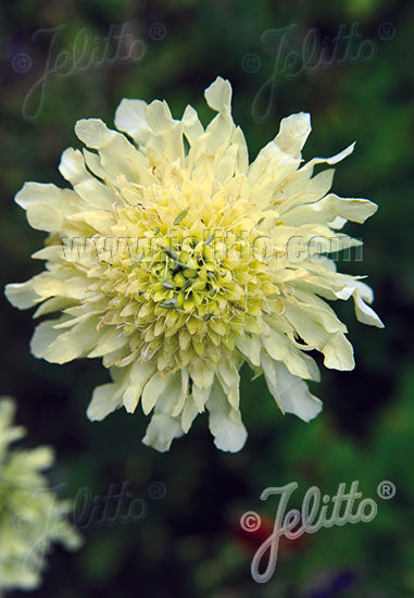 Cephalaria gigantea (Giant Scabious)