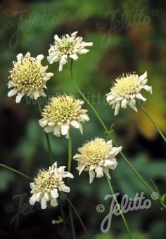 Cephalaria radiata (Radiant Scabious)