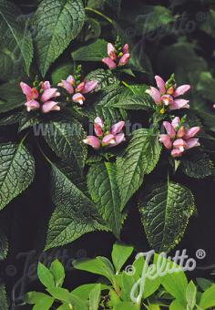 Chelone lyonii 'Pink Temptation' (Pink Turtlehead)