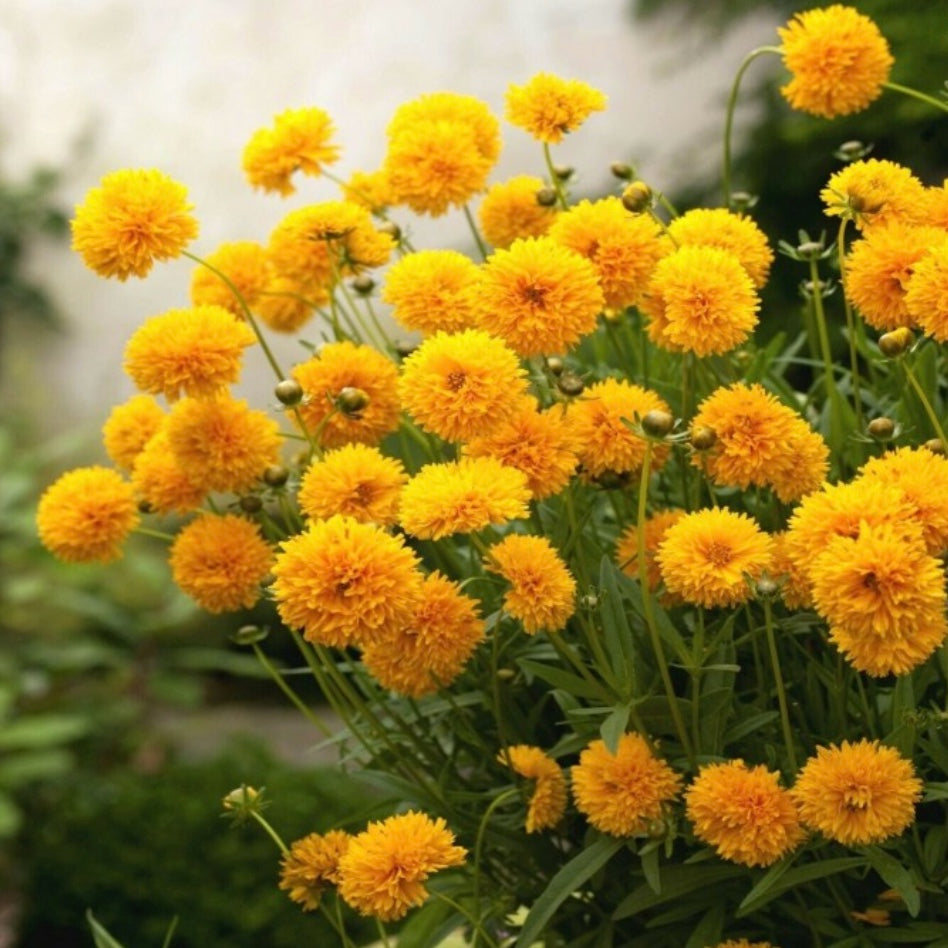 Coreopsis Grandiflora Golden Globe
