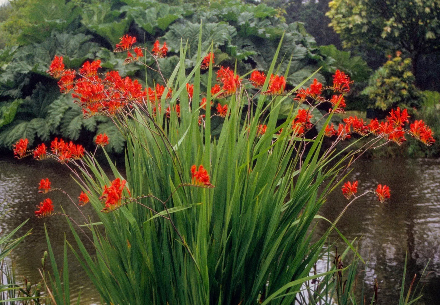 Crocosmia 'Lucifer'