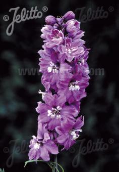 Delphinium 'Pacific-Hybr. Magic Fountains-Series Magic Fountains' Lilac-rose, white bee