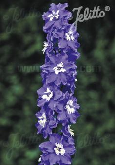 Delphinium 'Pacific-Hybr. Magic Fountains-Series Magic Fountains' Mid blue, white bee