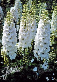 Delphinium 'Pacific-Hybr. Pacific Premium Series Galahad'
