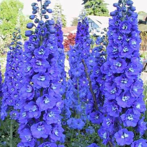 Delphinium 'Pacific-Hybr. Pacific Premium Series King Arthur'