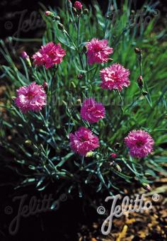 Dianthus plumarius fl. pl. Roseus