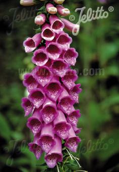 Digitalis purpurea Berggold