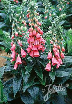 DIGITALIS x mertonensis 'Summer King' Strawberry Foxglove Perennial
