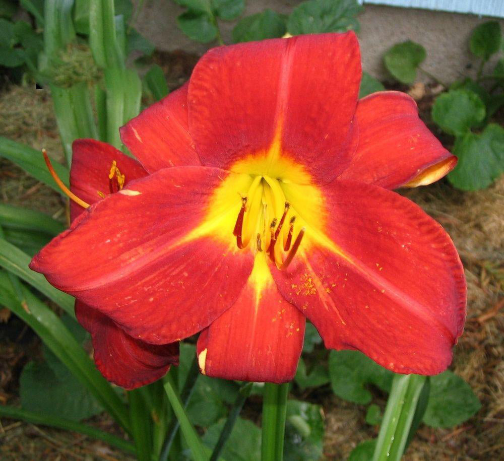Hemerocallis-Daylily Anzac