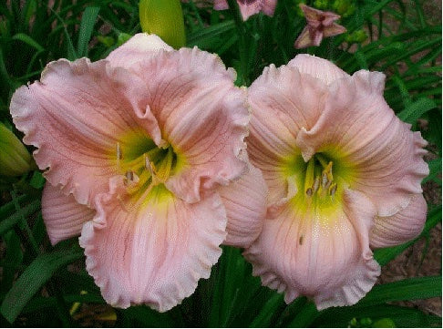 Hemerocallis-Daylily 'Barbara Mitchell'