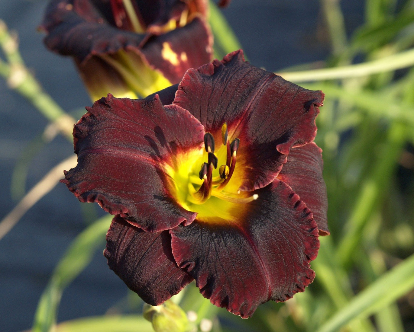 Hemerocallis-Daylily 'Black Stockings'