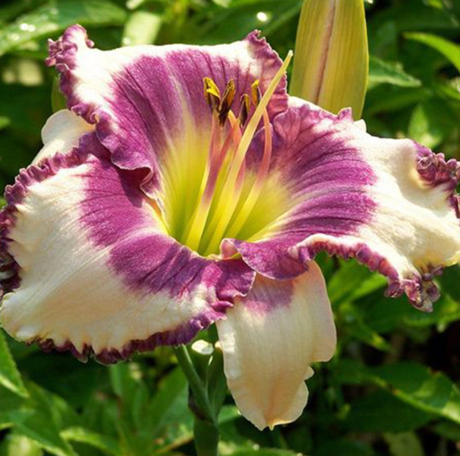 Hemerocallis-Daylily 'Blue Berry Cream'