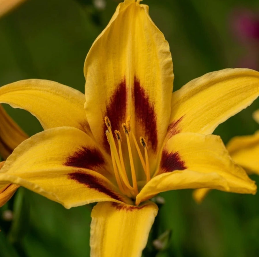 Hemerocallis-Daylily 'Bonanza'
