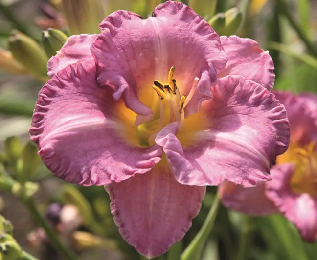 Hemerocallis-Daylily 'Entrapment diploid'