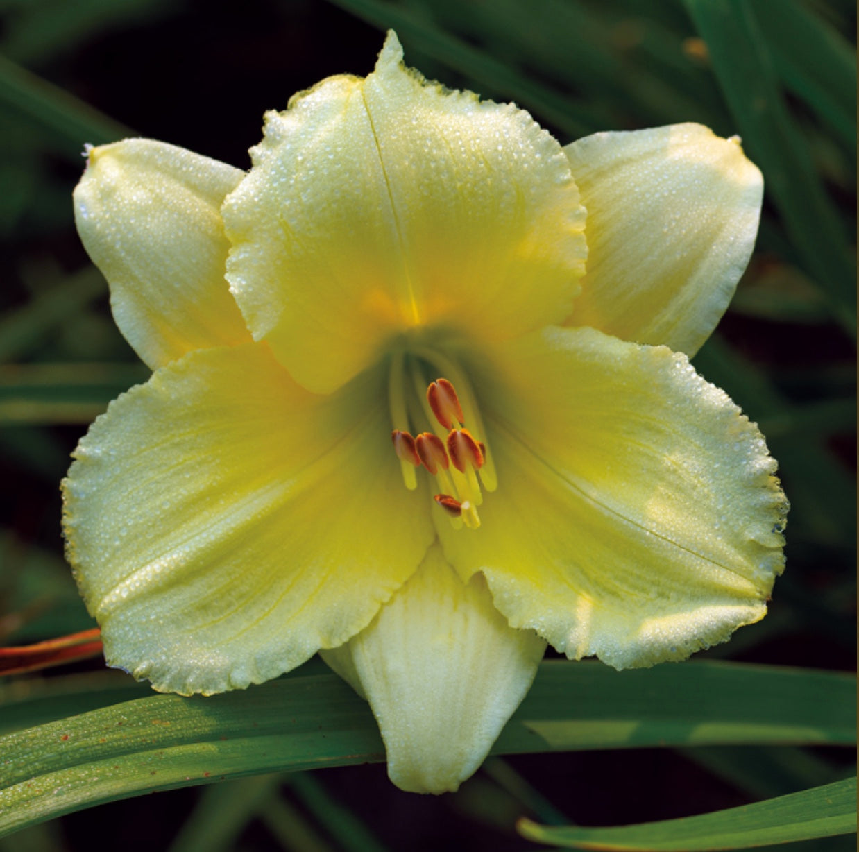 Hemerocallis-Daylily 'Fragrant Reflection'