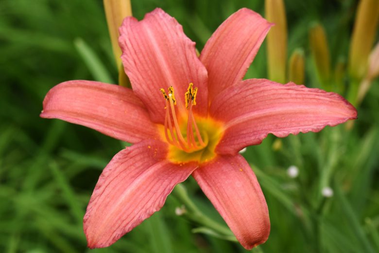 Hemerocallis-Daylily 'Pink Damask dipoid'