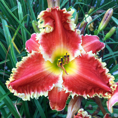Hemerocallis-Daylily 'Sakura'