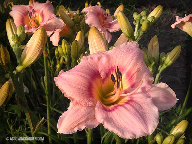 Hemerocallis-Daylily 'Siloam French Doll'