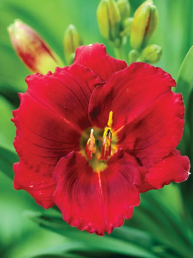 Hemerocallis-Daylily 'Siloam Show Girl'