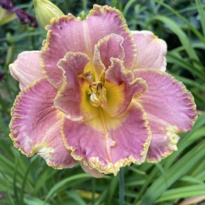 Hemerocallis-Daylily 'Unlock the Stars'