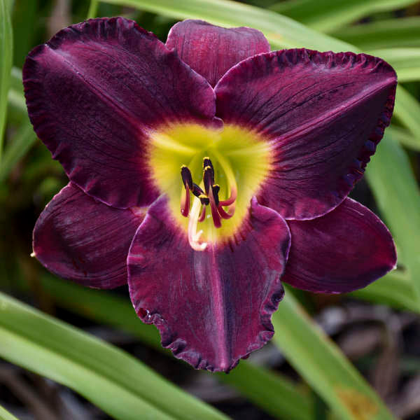 Hemerocallis-Daylily 'Bela Lugosi'