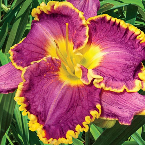 Hemerocallis-Daylily 'Daria'