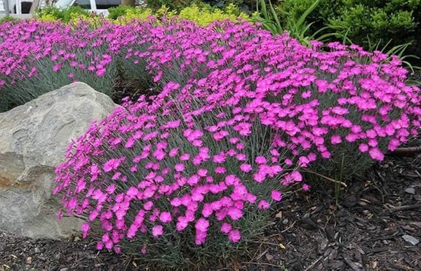 Dianthus 'Cheddar Pink'