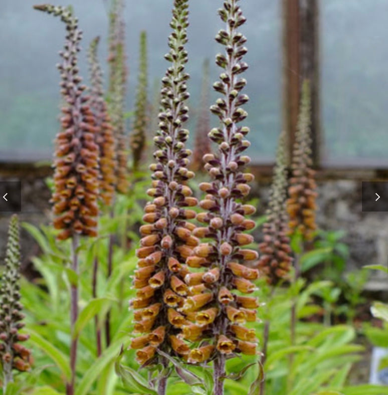 Digitalis parviflora 'Foxglove 'Milk Chocolate'