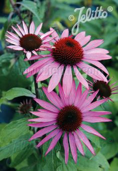 Echinacea purpurea 'Prairie Splendor'