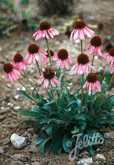 Echinacea angustifolia