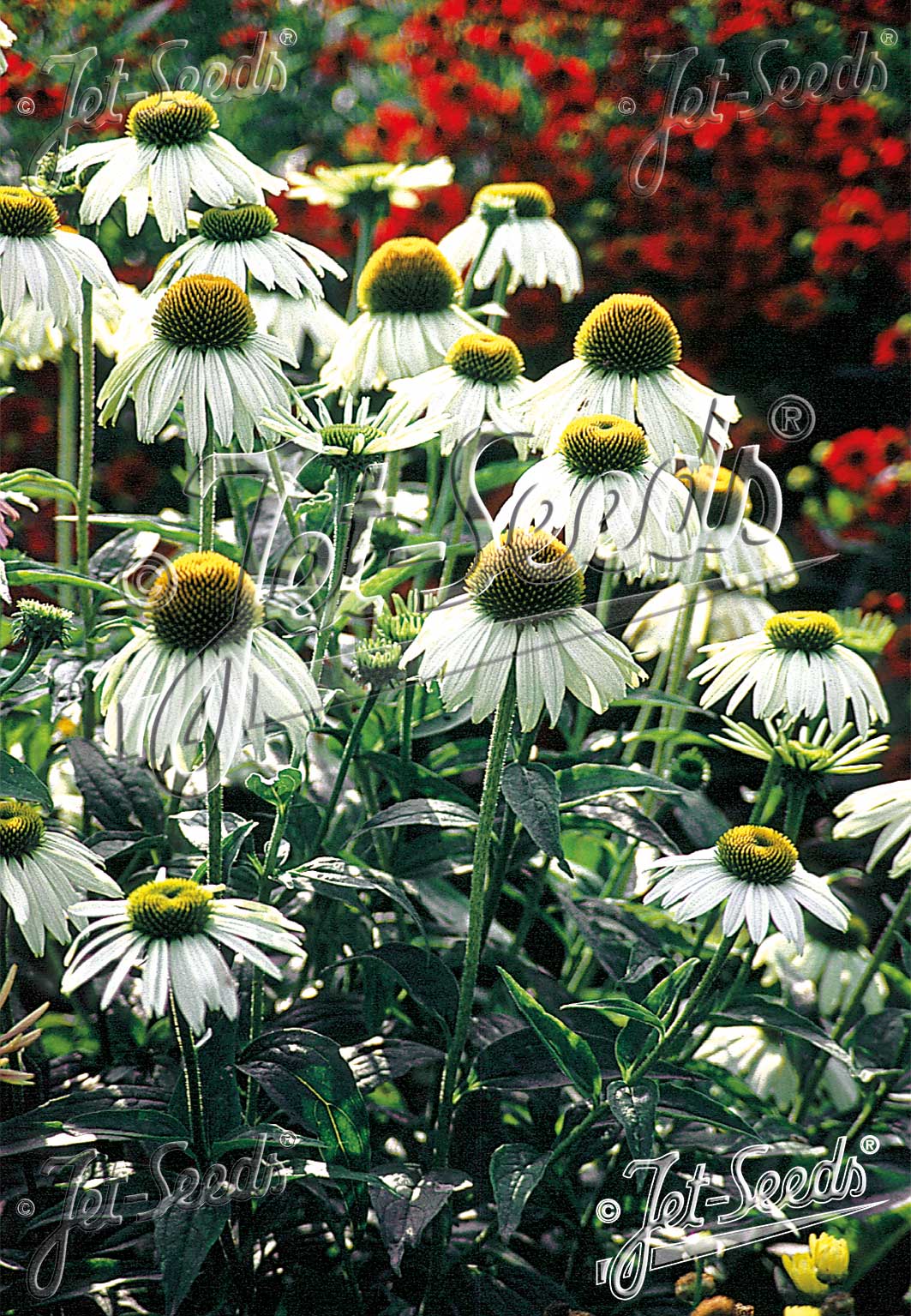 Echinacea purpurea 'White Swan' (White Coneflower)