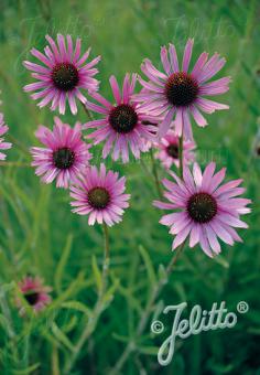 Echinacea tennesseensis 'Rocky Top'