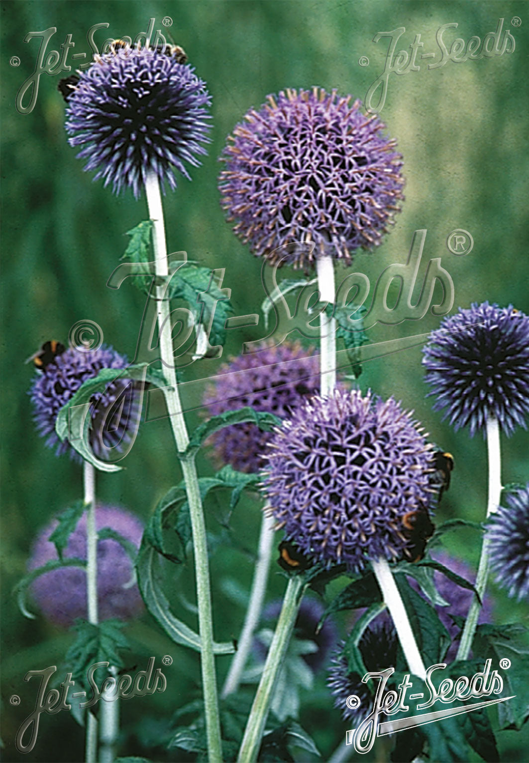 Echinops bannaticus Blue Glow