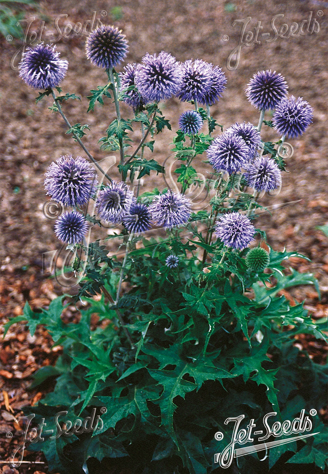 Echinops ritro (Small Globe Thistle)
