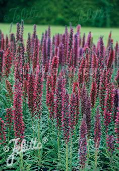 Echium russicum (Red Viper’s Bugloss)