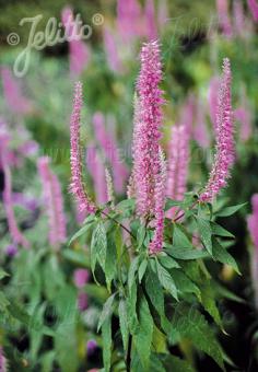 Elsholtzia stauntonii (Mint Shrub)