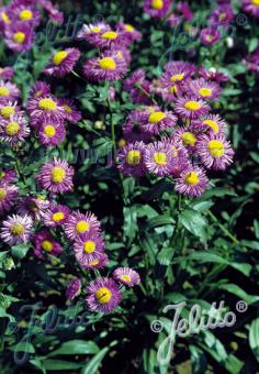 Erigeron speciosus 'Azurfee' (Showy Fleabane)