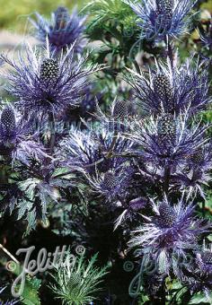 Eryngium alpinum 'Blue Star' (Alpine Sea Holly)