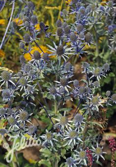 Eryngium planum 'Blue Glitter' (Flat Sea Holly)