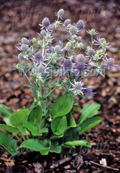 Eryngium planum 'Blue Hobbit' (Dwarf Sea Holly)