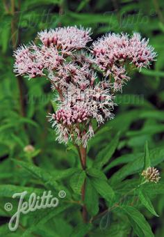 Eupatorium cannabinum (Hemp Agrimony)