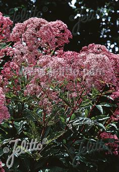 Eupatorium purpureum var. atropurpureum (Joe Pye Weed)