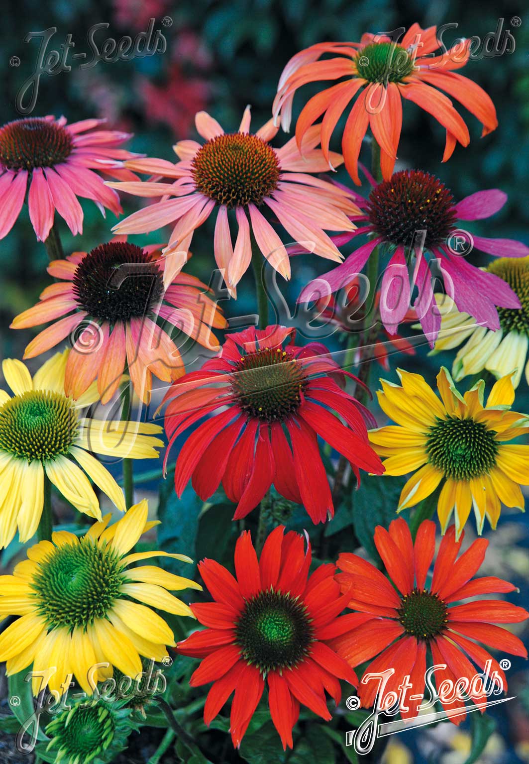 Echinacea Cheyenne Spirit