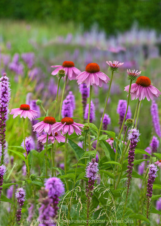 Liatris spicata