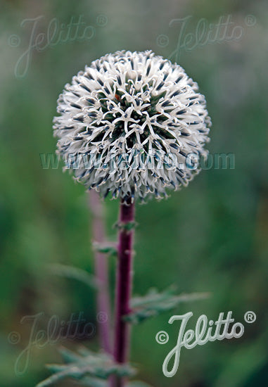 Echinops niveus 'Arctic Glow' (Globe Thistle)