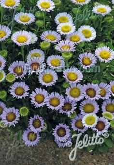 Erigeron glaucus 'Beachboy Blue' (Seaside Daisy)