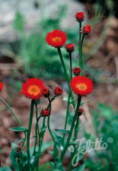 Erigeron aurantiacus (Orange Fleabane)