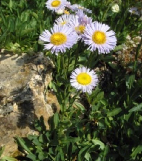 Erigeron pulchellus 'Robin's Plantain' (Robin's Plantain Fleabane)