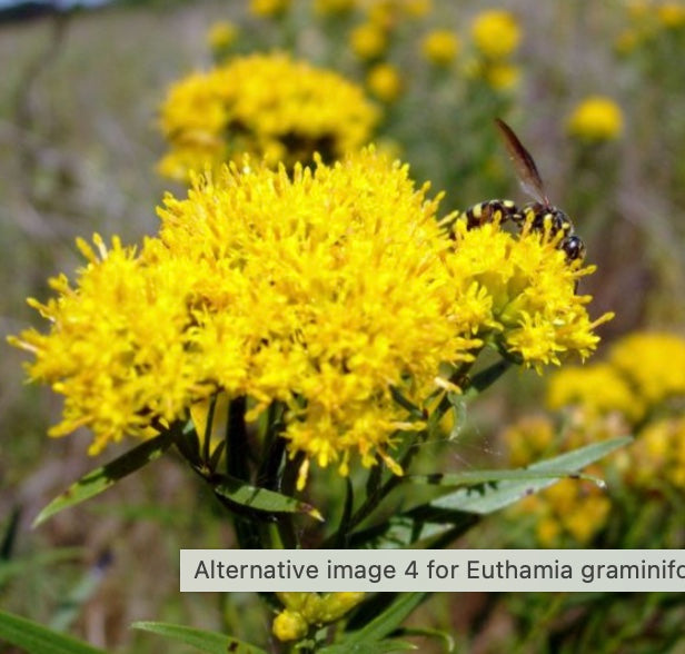 Euthamia graminifolia (Grass-Leaved Goldenrod)